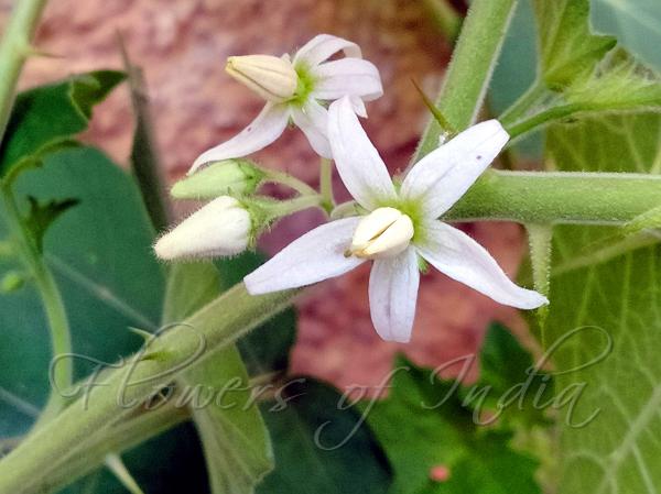 Solanum Viarum Tropical Soda Apple